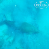 фото из отзыва ID 1097188