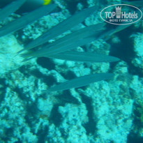 фото из отзыва ID 1097188