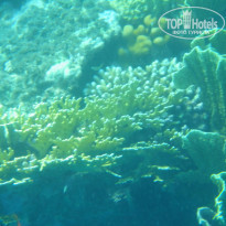 фото из отзыва ID 1097188