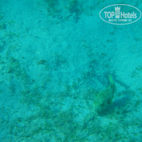 фото из отзыва ID 1097188