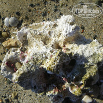 фото из отзыва ID 1097188