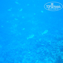 фото из отзыва ID 1097188