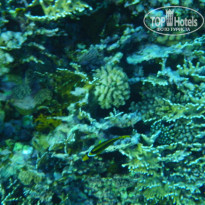 фото из отзыва ID 1097188