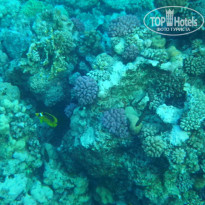 фото из отзыва ID 1097188