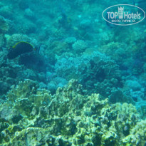 фото из отзыва ID 1097188