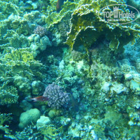 фото из отзыва ID 1097188