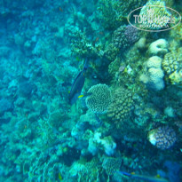 фото из отзыва ID 1097188