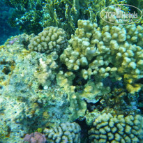 фото из отзыва ID 1097188