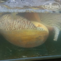 фото из отзыва ID 1097349