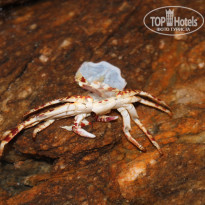 фото из отзыва ID 1097363