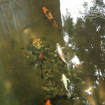 фото из отзыва ID 1097815