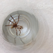 фото из отзыва ID 1098010