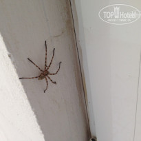 фото из отзыва ID 1098010