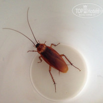 фото из отзыва ID 1098010