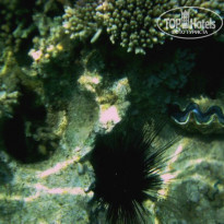 фото из отзыва ID 1098324