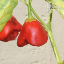 фото из отзыва ID 1098557