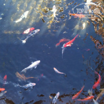 фото из отзыва ID 1098608