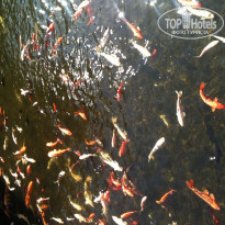 фото из отзыва ID 1098608