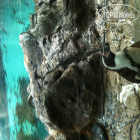 фото из отзыва ID 1098608