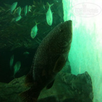 фото из отзыва ID 1098608