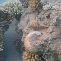 фото из отзыва ID 1099159