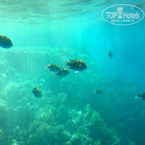 фото из отзыва ID 1099320