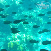 фото из отзыва ID 1099320