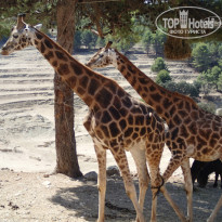 фото из отзыва ID 1098109