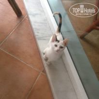 фото из отзыва ID 1096911