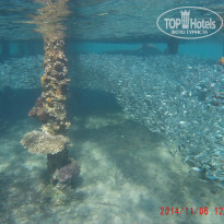 фото из отзыва ID 1100369