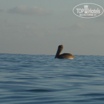 фото из отзыва ID 1100804