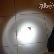 фото из отзыва ID 1100804