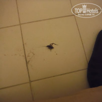 фото из отзыва ID 1100804