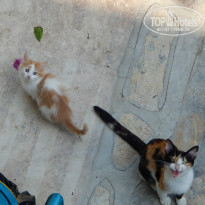 фото из отзыва ID 1100824