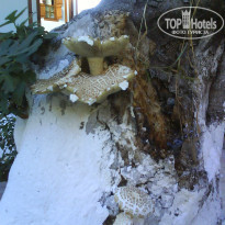 фото из отзыва ID 1101120