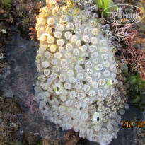 фото из отзыва ID 1101797