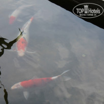 фото из отзыва ID 1101981