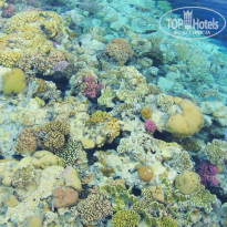 фото из отзыва ID 1102443