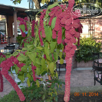 фото из отзыва ID 1102495