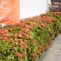 фото из отзыва ID 1102019