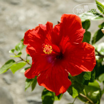 фото из отзыва ID 1102019