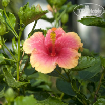 фото из отзыва ID 1102019