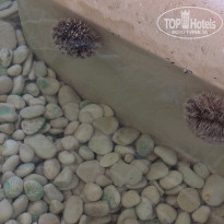 фото из отзыва ID 1102605