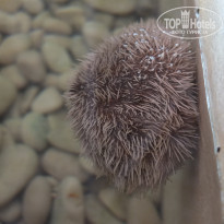 фото из отзыва ID 1102605