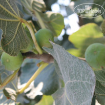 фото из отзыва ID 1103693