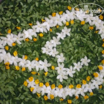 фото из отзыва ID 1104009