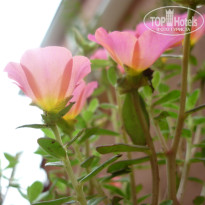 фото из отзыва ID 1104009