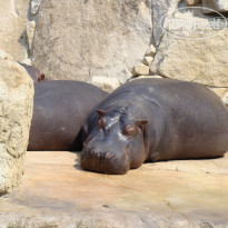 фото из отзыва ID 1104244