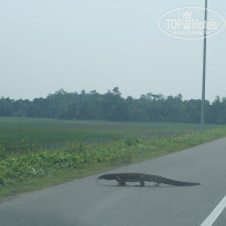 фото из отзыва ID 1104605