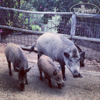 фото из отзыва ID 1105582